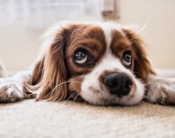 Est-ce que je peux adopter un chien en appartement ?
