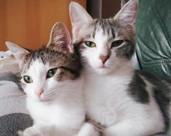 Nouvelles de Pepsy et Praline