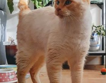 Nouvelles de Coriolan