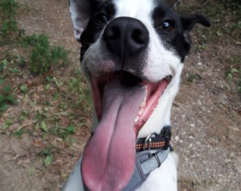 Saiko, rescapé de maltraitance