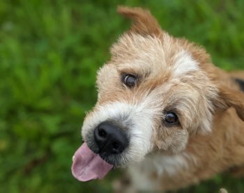 Certificat d’engagement et de connaissance