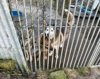 🚨 URGENCE ANIMALE : INTERVENTION DANS UN REFUGE DANS LES VOSGES 🚨