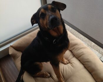 Des nouvelles de Vasko !