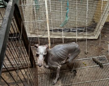 L’ENFER POUR ANIMAUX